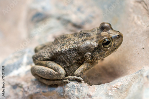 Oman - Wadi Bani Awf - Arabian toad (Sclerophrys arabica) photo