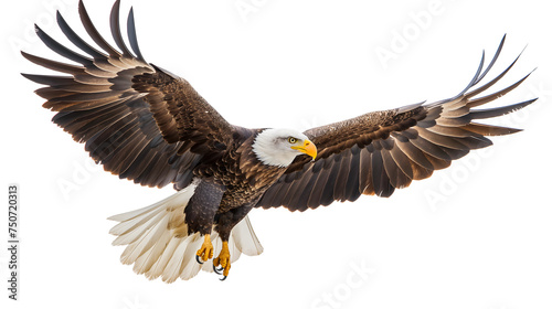 Majestic Eagle in Flight Captured in a Stunning Close-Up photo