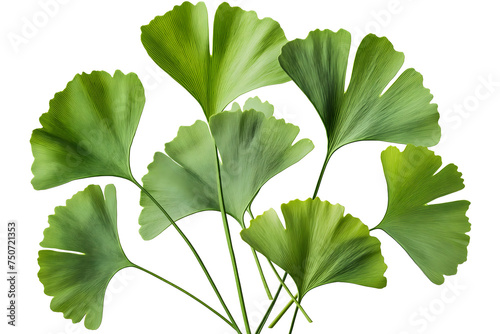A Lush Display of Ginkgo Biloba Leaves on a White Background photo