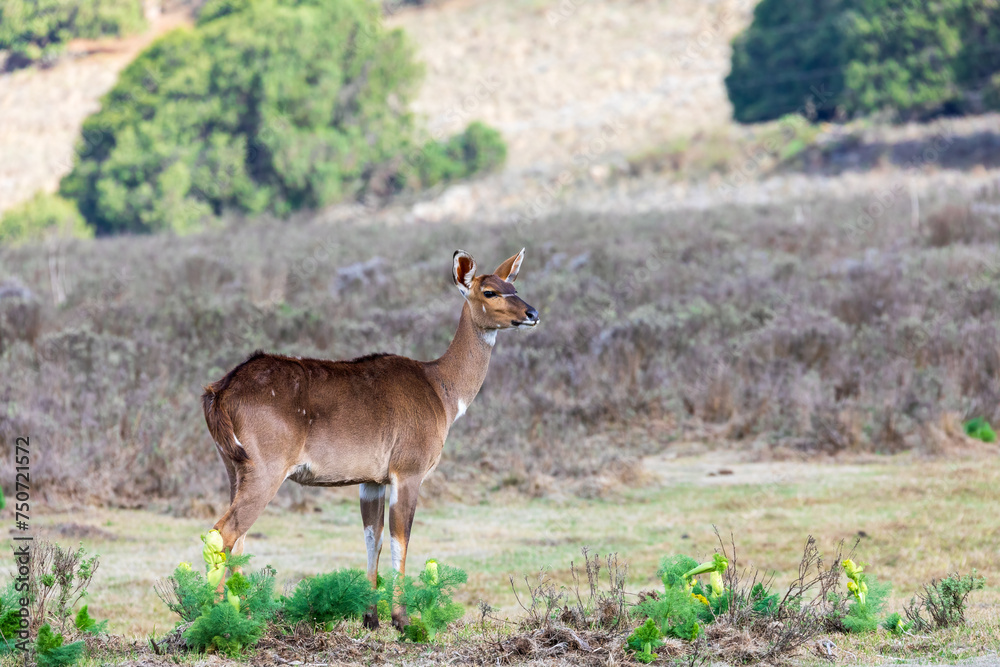 Mountain nyala (Tragelaphus buxtoni) or balbok, large antelope found in high altitude woodlands in a small part of central Ethiopia. Female in Bale mountain. Africa wildlife Mountain nyala (Tragelaphus buxtoni) or balbok, large antelope found in high altitude woodlands in a small part of central Ethiopia. Female in Bale mountain. Africa wildlife