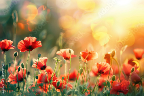 Beautiful meadow with red poppy flowers in the sunlight