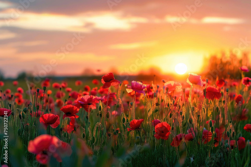 Beautiful meadow with red poppy flowers in the sunset light © pilipphoto