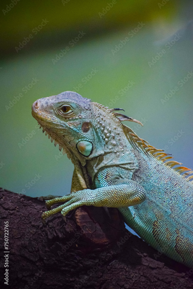 Green Iguana lizard resting on the tree. Herbivorous species of lizard. Green Iguana lizard resting on the tree. Herbivorous species of lizard.