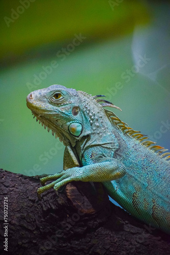 Green Iguana lizard resting on the tree. Herbivorous species of lizard.