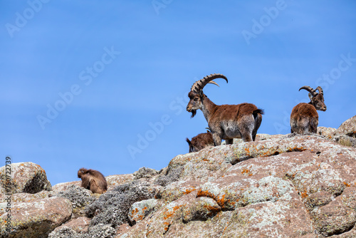 Very rare Walia ibex, (Capra walie), rarest ibex in world. Only about 500 individuals survived in Simien Mountains in Northern Ethiopia, Africa