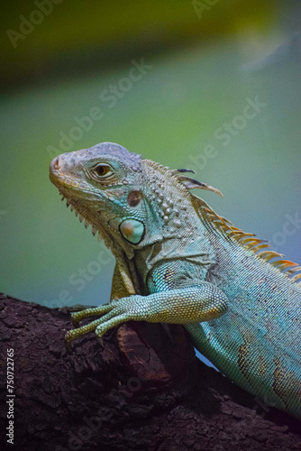 Green Iguana lizard resting on the tree. Herbivorous species of lizard. © Satya