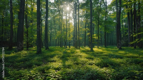 Sunlight Filtering Through Green Forest Canopy © Panisa
