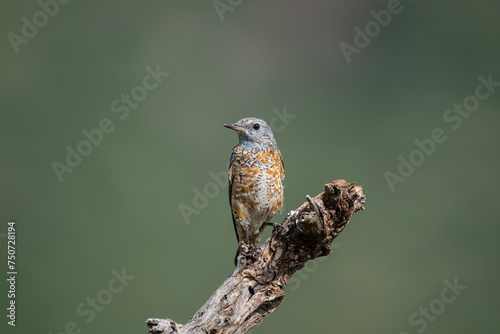 gray beautiful Pied Rock Thrush bird in natural conditions in a national park in Kenya