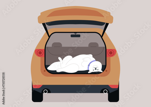 Fluffy Samoyed Relaxing in the Trunk of a Car, A serene dog lounges comfortably in an open car
