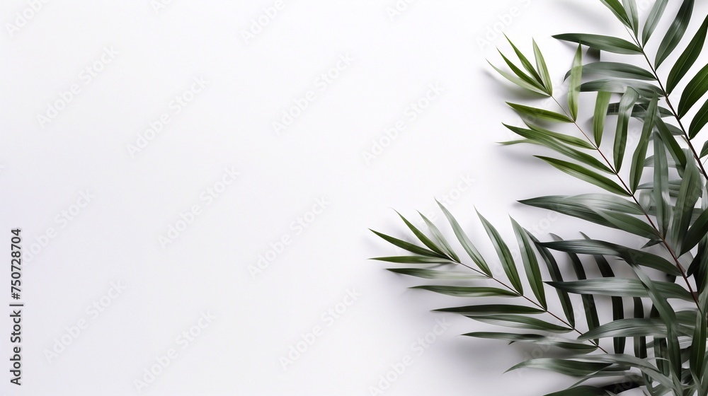 Fototapeta premium Design element for presentation layout on white background with shadow. Palm leave closeup realistic