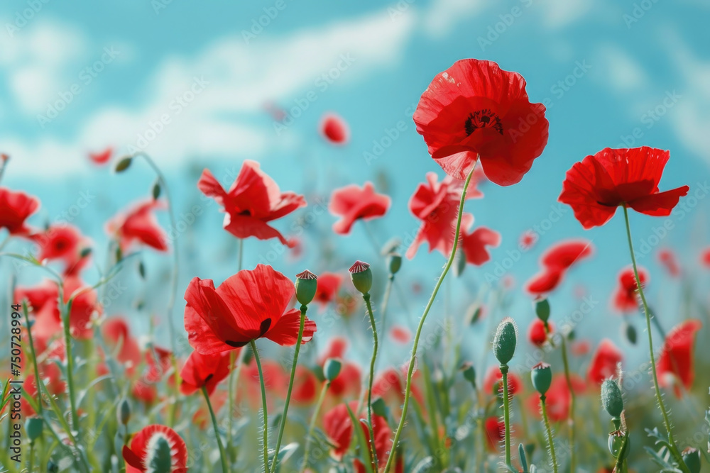 Fototapeta premium Beautiful meadow with red poppy flowers in the sunlight