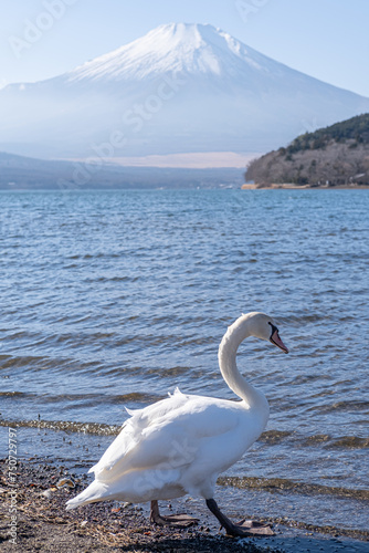 swans in the lake Yamanaka and mount Fuji behind