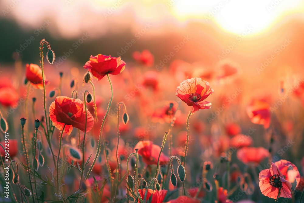 Obraz premium Beautiful meadow with red poppy flowers in the sunset light