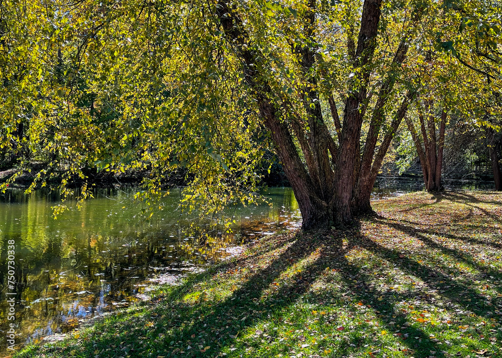 A willow tree by a lake casting shadows of its trunks on the foreground grass