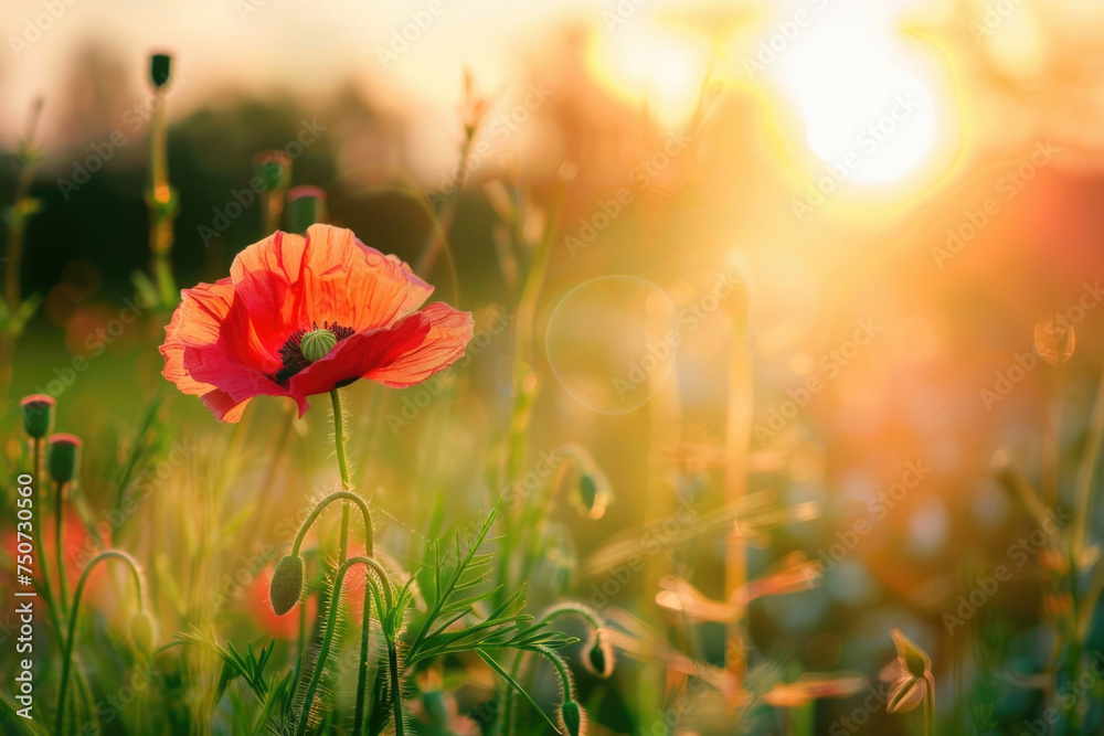 Obraz premium Beautiful meadow with red poppy flowers in the sunset light