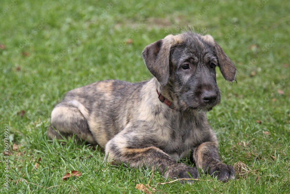 Irish Wolfhound puppy lies on the green grass. Irish Wolfhound puppy lies on the green grass.