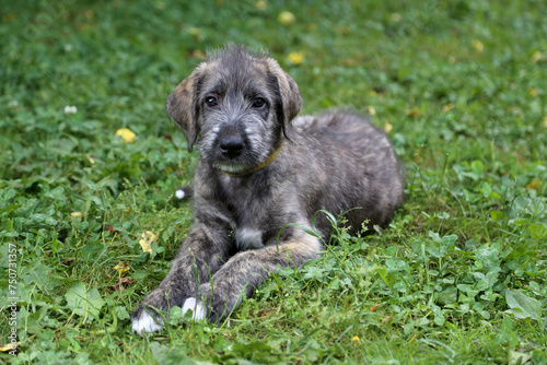 Irish Wolfhound puppy lies on the green grass.