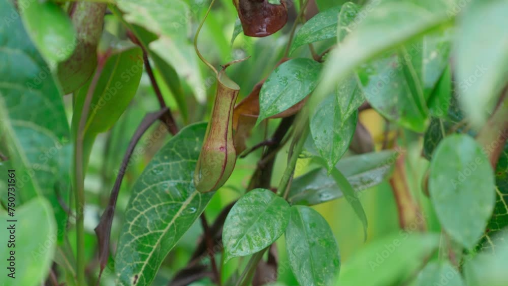 Carnivorous pitcher plants that grow abundantly in swamps