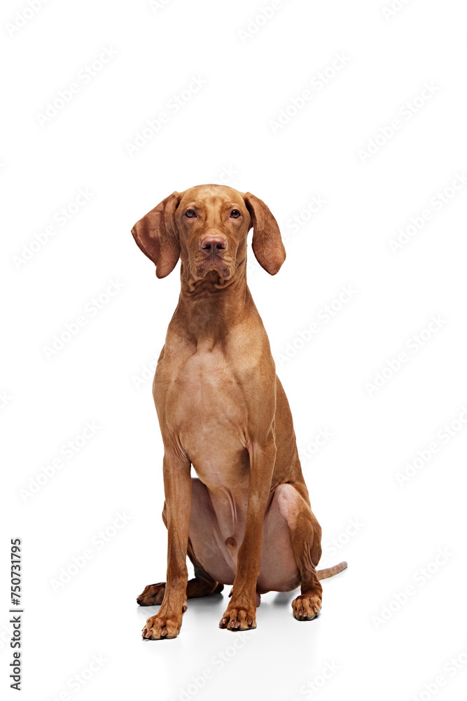 Young pet, Hungarian Vizsla sitting, posing looking at camera against white studio background. Dog looks healthy and well groomed. Concept of pet lovers, animal life, grooming, veterinary. Copy space