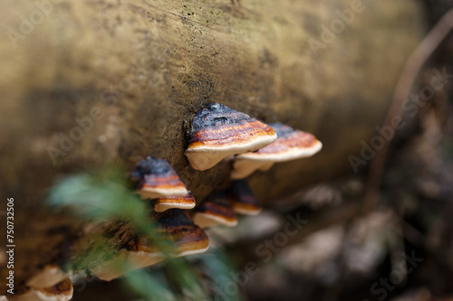 Rotrandiger Baumschwamm (Fomitopsis pinicola) photo