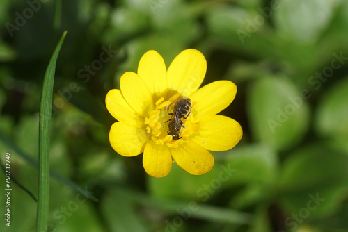 Small bee of the genus Lasioglossum, subgenus Dialictus, family Halictidae. Flower of lesser celandine or pilewort (Ficaria verna), family Ranunculaceae. Spring, March photo