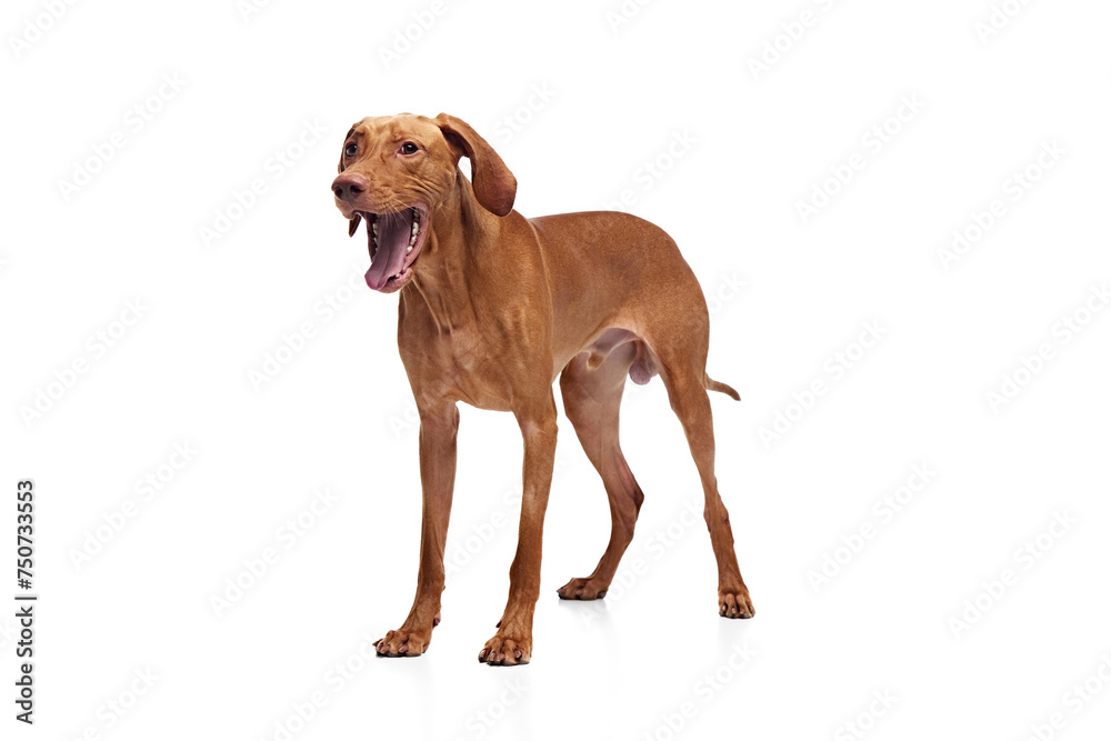 Funny, playful purebred Hungarian Vizsla dog standing, mouth open, showing excitement against white studio background. Concept of pet lovers, animal life, grooming and veterinary. Copy space
