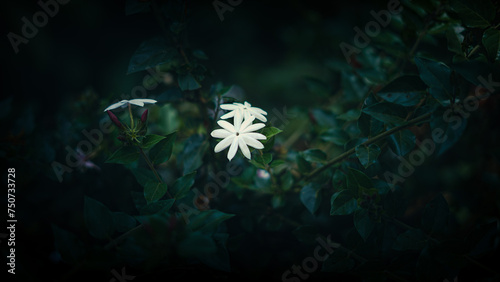 white petals on dark background