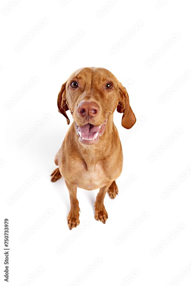 View from above of young purebred Hungarian Vizsla dog looking at camera against white studio background. Concept of pet lovers, animal life, grooming and veterinary. Copy space.
