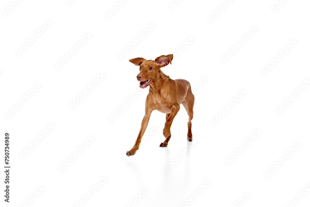 Joyful Dog on Move. Hungarian Vizsla dog with short, smooth fur running with smile against white studio background. Concept of pet lovers, animal life, grooming and veterinary. Copy space