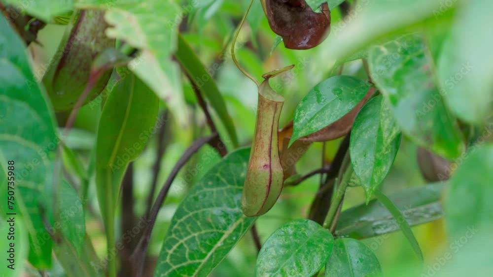 Carnivorous pitcher plants that grow abundantly in swamps