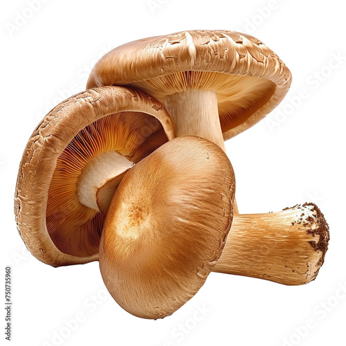 Mushrooms isolated on transparent background