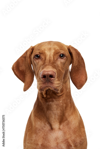 Close up portrait of calm purebred Hungarian Vizsla dog against white studio background. Dog looks healthy. Concept of pet lovers  animal life  grooming and veterinary. Copy space