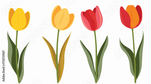 Tulip vector flowers .First spring flowers.