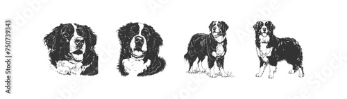 Vintage hand drawn sketch head of bernese mountain dog vector illustration