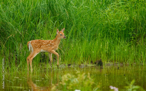 young white tailed fawn in flowers