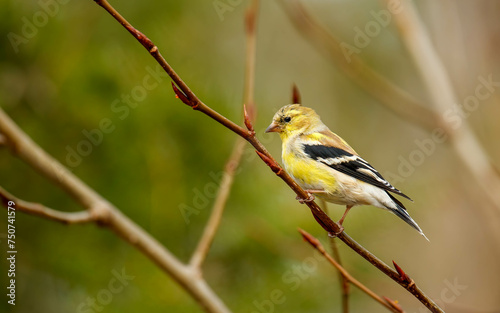 small yellow goldfinch on tree branch