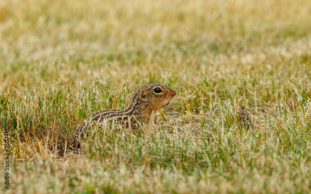 cute ground squirrel gopher eating grass cute ground squirrel gopher eating grass