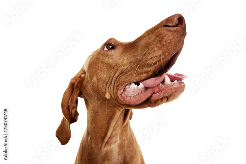 Close-up portrait of funny  playful hungarian vizsla dog with opened mouth looking away against white studio background. Concept of pet lovers  animal life  grooming and veterinary. Copy space