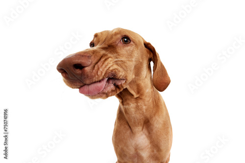Wide view close-up of smiling, funny Vizsla dog with tongue out, looking to the side. against white studio background. Concept of pet lovers, animal life, grooming and veterinary. Copy space
