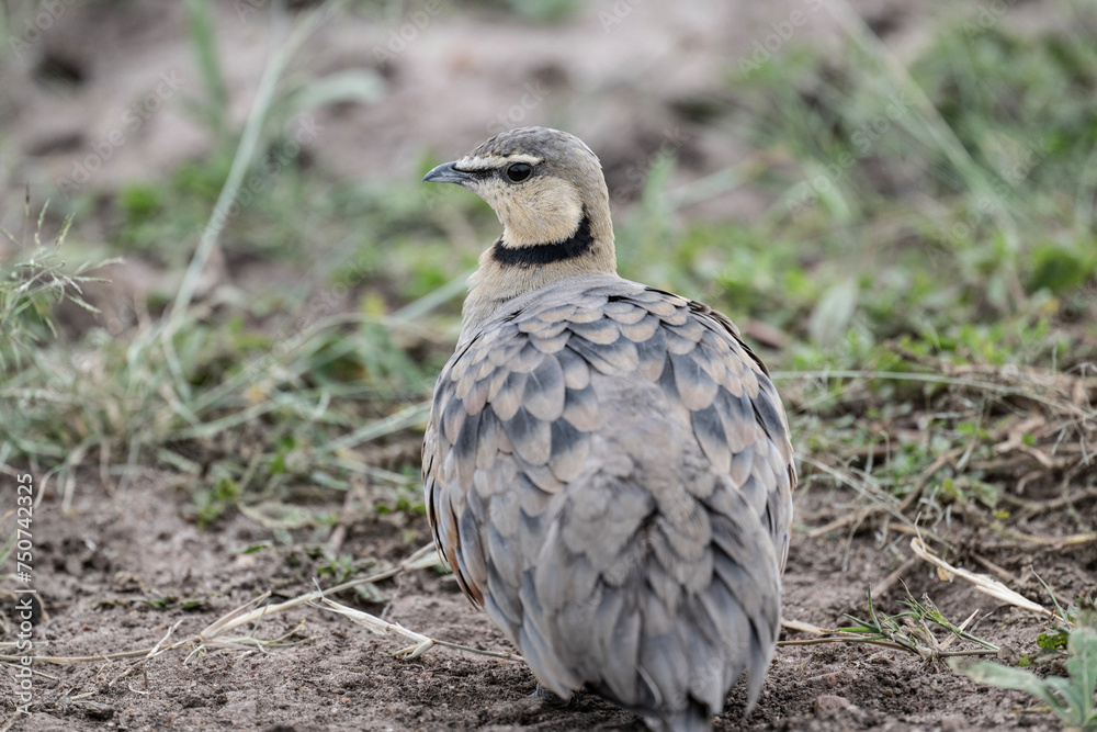 beautiful gray partridge in natural conditions in a national park in Kenya beautiful gray partridge in natural conditions in a national park in Kenya