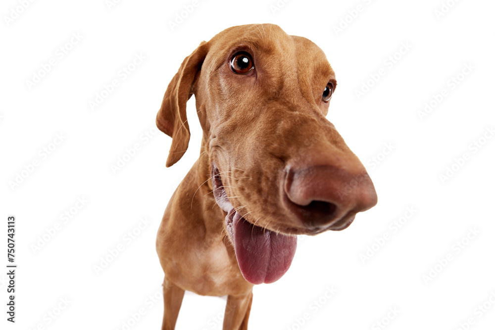 Close-up of curious purebred Hungarian Vizsla dog with tongue out and widely opened eyes against white studio background. Concept of pet lovers, animal life, grooming and veterinary. Copy space