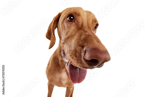 Close-up of curious purebred Hungarian Vizsla dog with tongue out and widely opened eyes against white studio background. Concept of pet lovers  animal life  grooming and veterinary. Copy space