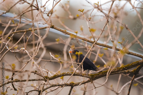 portrait of a blackbird (merel, amsel) sitting on a branch in early spring