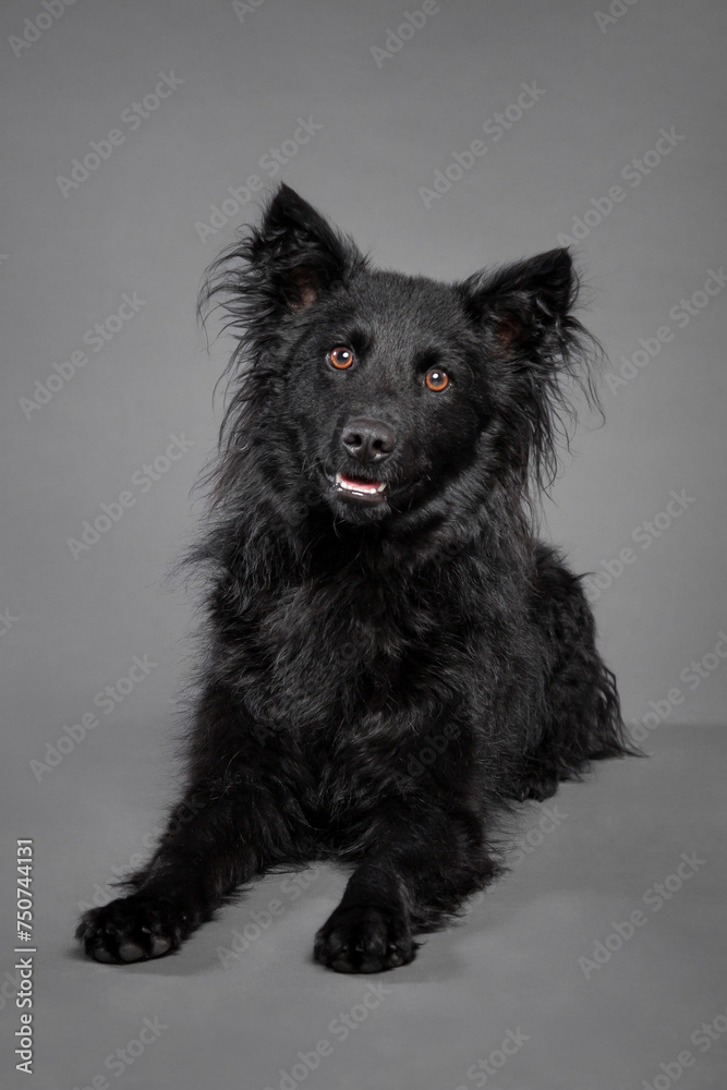 cute croatian sheepdog resting in the studio on a grey background cute croatian sheepdog resting in the studio on a grey background