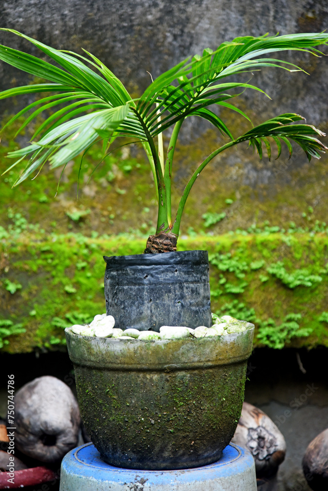 Coconut Bonsai growth fresh and placed at the house garden and house terraces Coconut Bonsai growth fresh and placed at the house garden and house terraces