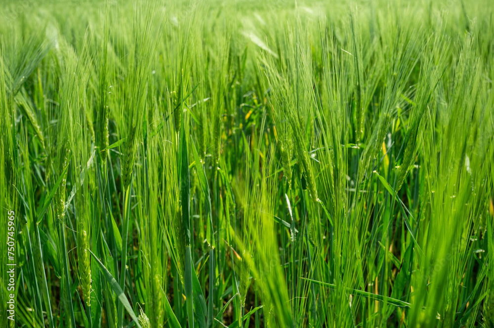 Blades of grass in the foreground, green texture of nature Blades of grass in the foreground, green texture of nature