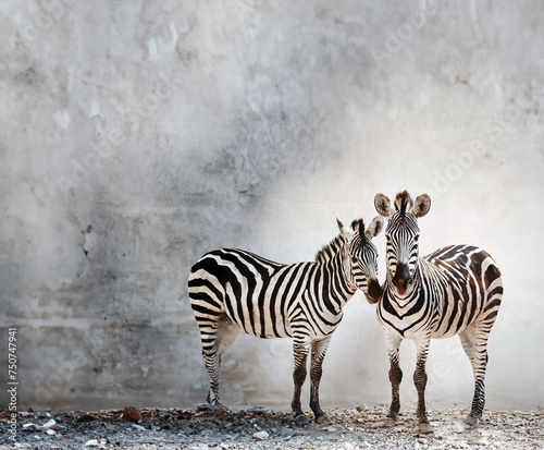 Two zebras against wall