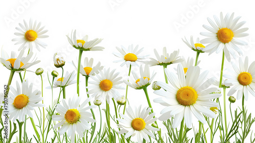 Daisy flower on white background with copy space 