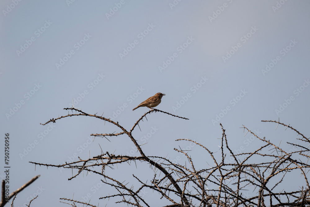 gray beautiful bird in natural conditions in a national park in Kenya gray beautiful bird in natural conditions in a national park in Kenya