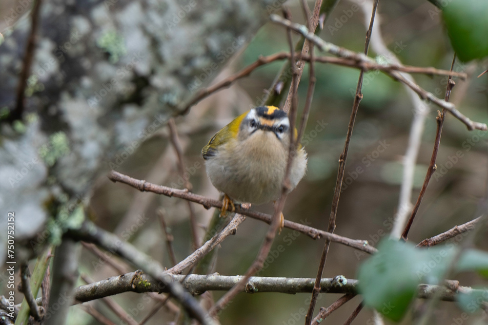 Roitelet triple bandeau,.Regulus ignicapilla, Common Firecrest Roitelet triple bandeau,.Regulus ignicapilla, Common Firecrest